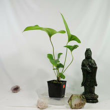 Load image into Gallery viewer, Anthurium Brownii, 4'' pot, ships nationwide