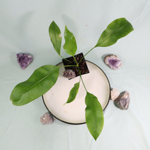 Load image into Gallery viewer, Anthurium Gracile Shipped Nationwide