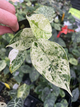 Load image into Gallery viewer, Alocasia Dragon Scale Mint variegated 2.5" pot, Fedex 2day*