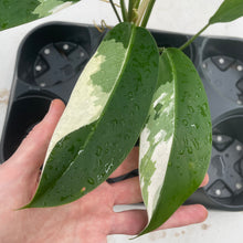 Load image into Gallery viewer, Philodendron Wend Imbe Variegated exact plant, Fedex 2day*