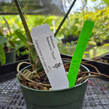 Load image into Gallery viewer, Anthurium Balaoanum "Dussii", Exact Plant Ships Nationwide