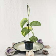 Load image into Gallery viewer, Scindapsus Jade Satin Aurea, Exact Plant Variegated Ships Nationwide