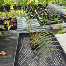 Load image into Gallery viewer, Philodendron Tortum 4" pot, Fedex 2day*