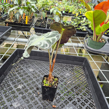 Load image into Gallery viewer, Alocasia Venom exact plant, Fedex 2day*
