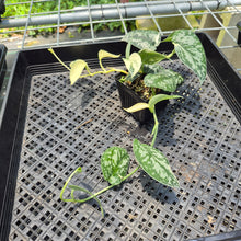 Load image into Gallery viewer, Scindapsus Mayari Variegated exact plant, Fedex 2day*