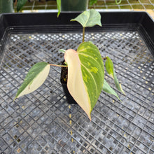 Load image into Gallery viewer, Philodendron Gloriosum Exact Plant Ships nationwide
