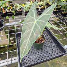 Load image into Gallery viewer, Alocasia Longiloba, Lowii, Argyreia exact plant, Fedex 2day*