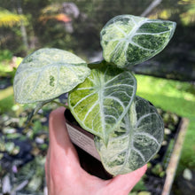 Load image into Gallery viewer, Alocasia Ninja Tricolor Splash, Black Velvet Variegated 2.5" pot, Fedex 2day*
