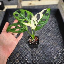 Load image into Gallery viewer, Monstera Adansonii Albo Tricolor Variegated 2.5" pot, Fedex 2day*