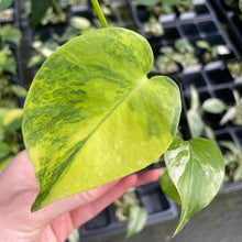 Load image into Gallery viewer, Monstera Deliciosa Aurea variegated 2.5" pot 2DayAir