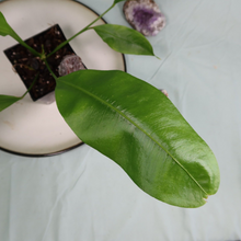 Load image into Gallery viewer, Anthurium Gracile Shipped Nationwide