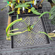 Load image into Gallery viewer, Philodendron Holtonianum Variegated, Exact Plant Ships Nationwide