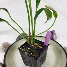 Load image into Gallery viewer, Anthurium Bakeri, Exact Plant Ships Nationwide