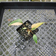 Load image into Gallery viewer, Homalomena Rubescens Pink Diamond, Exact Plant Variegated