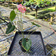 Load image into Gallery viewer, Anthurium Shibori, Exact Plant Variegated