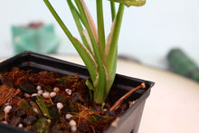 Load image into Gallery viewer, Variegated Syngonium Pink Spot Exact Plant Ships nationwide