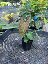 Load image into Gallery viewer, Anthurium Papillilaminum Fort Sherman X ( FS X Ralph Lynam), Ship Nationwide