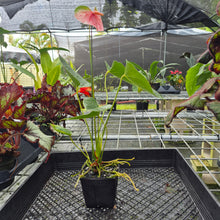 Load image into Gallery viewer, Anthurium Speckled Butterfly Shibori AFF, Exact Plant Variegated