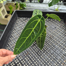 Load image into Gallery viewer, Anthurium Warocqueanum, Queen exact plant, Fedex 2day*