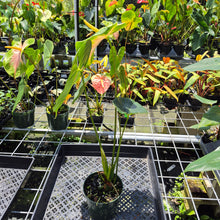 Load image into Gallery viewer, Anthurium Anuenue Obake Bicolor pink/green Fedex 2day