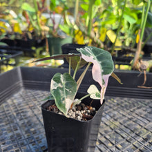Load image into Gallery viewer, Alocasia polly pink variegated, Exact Plant Ships Nationwide.