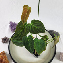 Load image into Gallery viewer, Philodendron Splendid 2.5" pot, Fedex 2day*