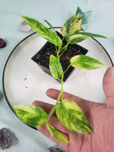 Load image into Gallery viewer, Yellow Flame, exact plant, variegated Epipremnum, ships nationwide
