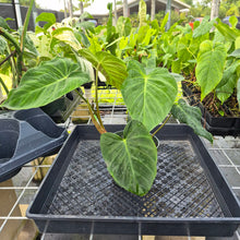 Load image into Gallery viewer, Philodendron Verrucosum Pseudoverrucosum Croat 6" pot, Fedex 2day