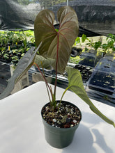 Load image into Gallery viewer, Anthurium Moodeanum, Exact Plant