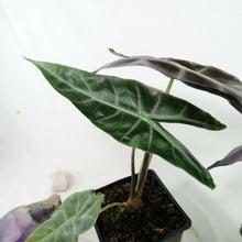 Load image into Gallery viewer, Alocasia Longiloba, Denudata 4" pot, Fedex 2day*