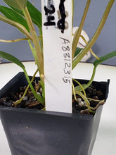 Load image into Gallery viewer, Philodendron Mexicanum 2.5" pot, Fedex 2day*