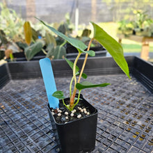 Load image into Gallery viewer, Anthurium Papillilaminum Fort Sherman X ( FS X Ralph Lynam), Exact Plant 2.5" Ships Nationwide