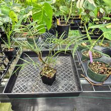 Load image into Gallery viewer, Philodendron Tortum exact plant, Fedex 2day*