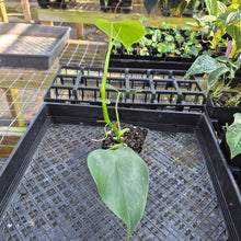 Load image into Gallery viewer, Philodendron Microstictum, Exact Plant Ships Nationwide