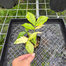 Load image into Gallery viewer, Zamioculcas Zamiifolia Wild Form ZZ, Exact Plant Variegated