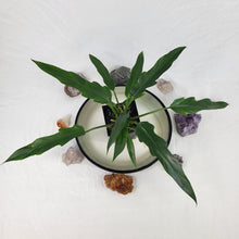 Load image into Gallery viewer, Philodendron Orchid Jungle 4" pot, Fedex 2day*