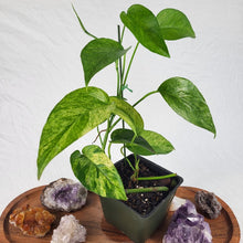 Load image into Gallery viewer, Epipremnum Pinnatum Tricolor Mint Variegated 4" pot, ships nationwide