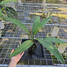 Load image into Gallery viewer, Philodendron Acutifolium, Exact Plant