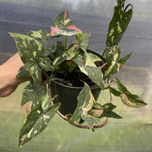 Load image into Gallery viewer, Syngonium Red Spot Tricolor Variegated exact plant, Fedex 2day