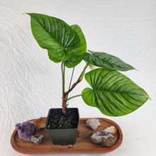 Load image into Gallery viewer, Philodendron Sodiroi True Form 4" pot, Fedex 2day*