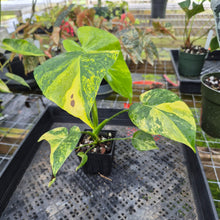 Load image into Gallery viewer, Monstera Marilyn Variegated, Exact Plant Ships Nationwide.