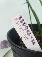 Load image into Gallery viewer, Thai Constellation, Exact Plant, variegated Monstera