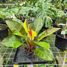 Load image into Gallery viewer, Philodendron Red Moon. not Yellow Flame, Exact Plant Variegated