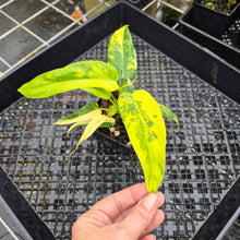 Load image into Gallery viewer, Philodendron Domesticum, Exact Plant Variegated Ships Nationwide