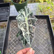 Load image into Gallery viewer, Alocasia Polly Snowflake Pink Variegated, Exact Plant Ships Nationwide.