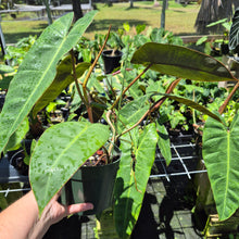 Load image into Gallery viewer, Philodendron Maximum 6" pot, Fedex 2day