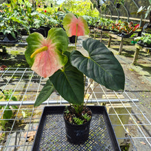 Load image into Gallery viewer, Anthurium Anuenue Obake bicolor, pink/ green, Exact Plant