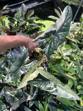 Load image into Gallery viewer, Alocasia Simpo Albo variegated 3.5" pot, Fedex 2day*