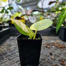 Load image into Gallery viewer, Scindapsus Rubicon, Exact Plant Variegated Ships Nationwide