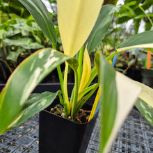 Load image into Gallery viewer, Philodendron Wend Imbe, Exact Plant Variegated Ships Nationwide